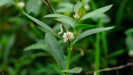 Alternanthera philoxeroides has white button-shaped flowers with long oval green leaves and pinnate...