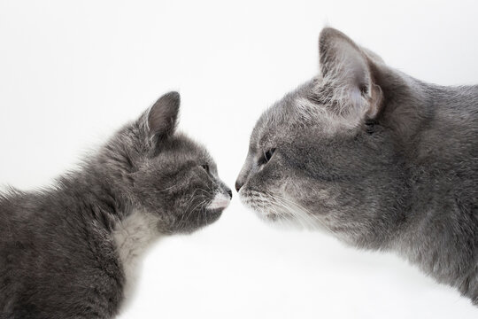 Cute Kitten And Adult Cat Look At Each Other Closely, Isolated On White Background, Close Up. Sniffing Cats. Acquaintance Of Domestic Cats. Portrait Of A Cat In Profile, Side View. Friendship Of Cats