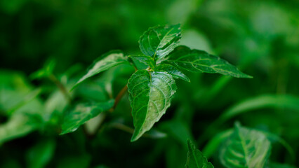 Mentha aquatica, the leaves are green, the leaves are alternately pinnate and jagged at the edges with a dark tree trunk