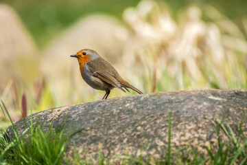 robin on a stone