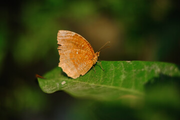 Obraz na płótnie Canvas Close up shot of colourful butterfly on green leaf 