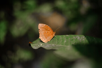 Close up shot of colourful butterfly on green leaf 