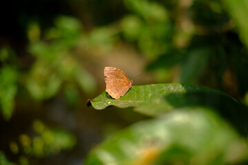 Close up shot of colourful butterfly on green leaf 