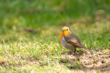 robin on a branch