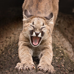 yawning baby cougar