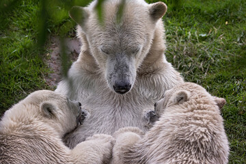 polar bear feeding her  babys
