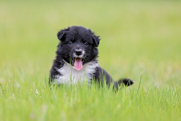 border collie puppy, black and white