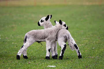 kerry hill lambs