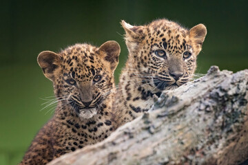 baby sri lankan leopard, looking not so happy