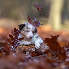 border collie puppy and leaves in fall