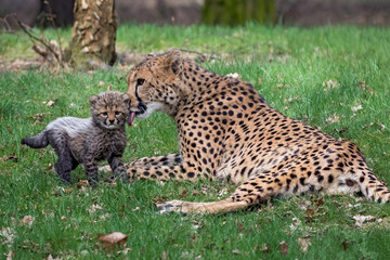 cheetah with baby