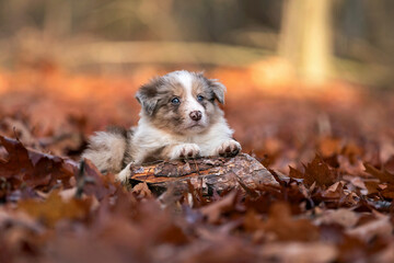 border collie puppy in autumn Colors