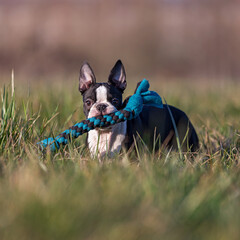 boston terrier puppy with toy
