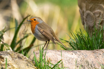 robin in the garden