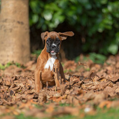 boxer puppy says they went that way 