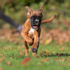 running boxer puppy