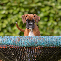boxer puppy in a swing
