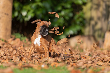 boxer puppy playing with leaves