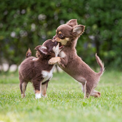 chihuahua puppies playing