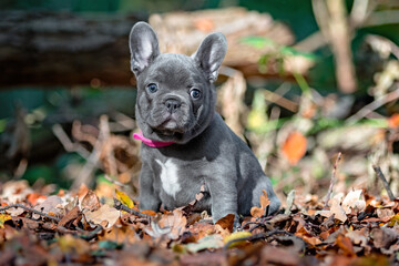 french bulldog puppy in the leaves in fall