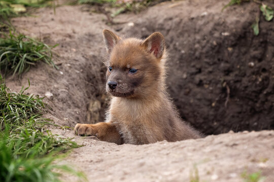 dhole puppy