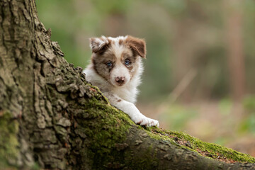 border collie puppy behing a tree