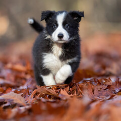 border collie puppy playing