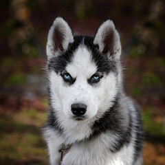 husky puppy with blue eyes
