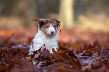 border collie puppy in the fall