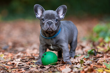 french bulldog puppy with his ball