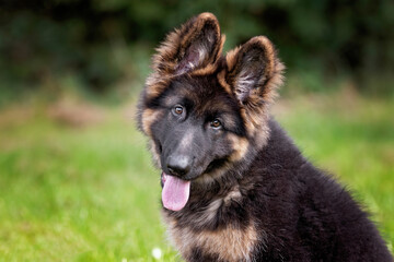 german shepherd pup
