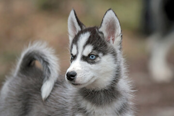 husky puppy © fotografie4you.eu