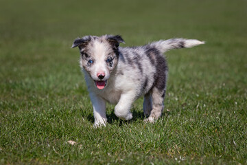 border collie puppy, blue merle