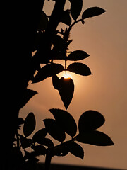 Closeup of Silhouette of Leaves and Sunset. Sun hiding behind the silhouette of the tree leaves. Colorful evening sky. The disappearance of the Sun below the west horizon. The dark moment before night