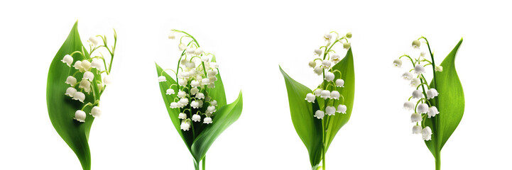 Obraz premium Set of four stems of Lily of the Valley flowers flowers isolated on white background, May 1st, May day web banner