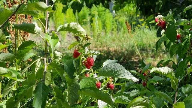 Ripe raspberries growing in the garden on a sunny summer day