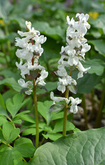In spring, corydalis blooms in the forest