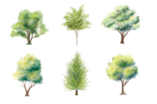 Watercolor tree vector in side view isolated on white background for landscape plan and architecture layout drawing, elements for environment and garden,blossom grass,flower blooming, tropical
