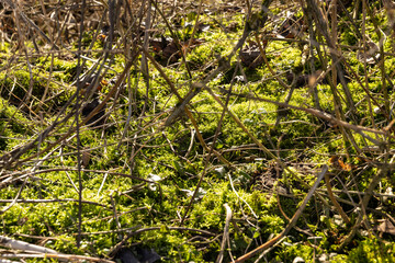 illuminated by sunlight green moss in winter