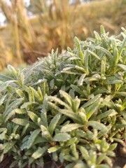rosemary in a garden