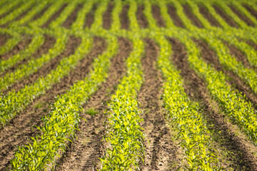 Mais / Corn field / Ernte / Hintergrund / Oberfläche /  Landwirt / Landwirtschaft / Weizen / Salat...