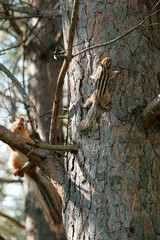 Little Chipmunk and Squirrel on the Pine Tree in Summer Day 