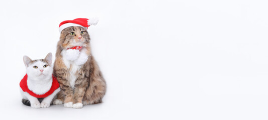 Two Cats isolated on a white background. Indoor Cat in Santa hat on neutral background.
Kitten with Santa hat. 
Playful pet cat in Christmas outfit on white backdrop. Web banner empty space for text
