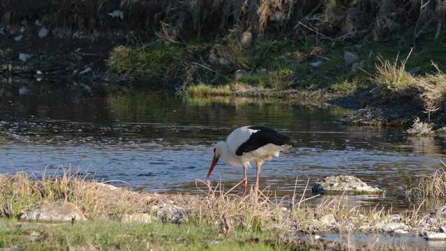 Stork eating fish meet in fiver in Bulgaria, Europe. 