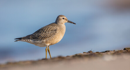 Red Knot - on the autumn migration way at a seashore
