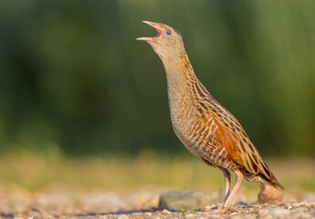Corn crake - male bird at a meadow in the beginning of the summer