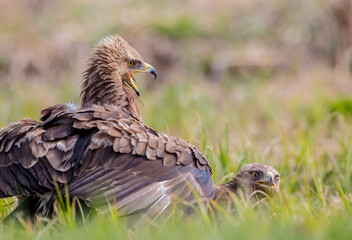Lesser spotted eagle - pair of birds in spring
