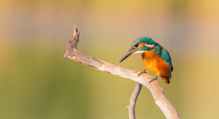 Common Kingfisher - at a wetland in summer
