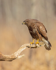 Common Buzzard in early spring at a wet forest