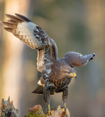 Common Buzzard in early spring at a wet forest